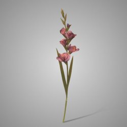 Gladiolus Purple 95 cm