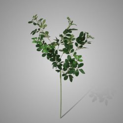 Enkianthus Small Leaf Green 86 cm