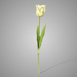 Parrot Tulip Exclusive White  70 cm