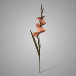 Gladiolus Mauve 95 cm