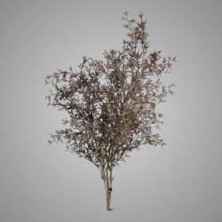 JUNIPERUS GREY 50 cm