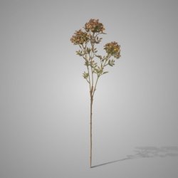 Bouvardia Stem Grey 70 cm