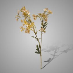 Babysbreath Champagne L 80 cm