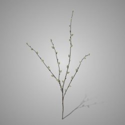 Pussy Willow 95 cm