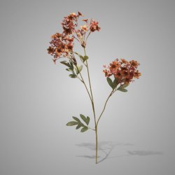 Babysbreath Dark Coffee L 80 cm