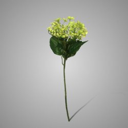 Butterfly Hydrangea Light Green 70 cm