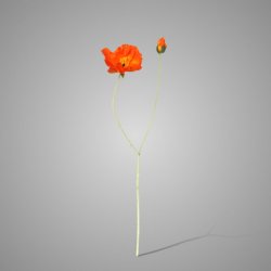 Poppy Light Orange 107 cm