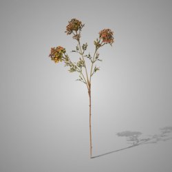 Bouvardia Stem Brown 70 cm