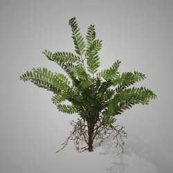 Fern Bush Green 55 cm