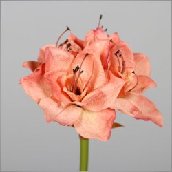 Amaryllis in dry touch, 73 cm, peach