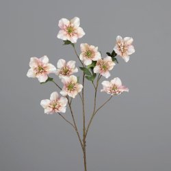 Christmas rose with nine flowers, 93 cm, dark-cream